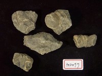 藏品(錐螺)的圖片